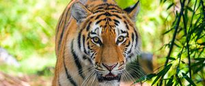 Preview wallpaper siberian tiger, predator, big cat, eyes