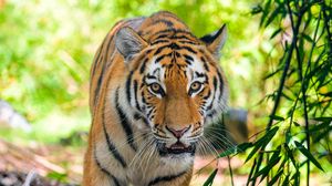 Preview wallpaper siberian tiger, predator, big cat, eyes