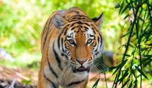 Preview wallpaper siberian tiger, predator, big cat, eyes