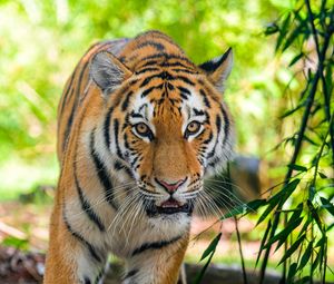 Preview wallpaper siberian tiger, predator, big cat, eyes