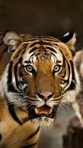 Preview wallpaper siberian tiger, predator, wild cat