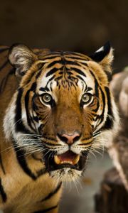 Preview wallpaper siberian tiger, predator, wild cat