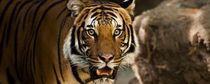 Preview wallpaper siberian tiger, predator, wild cat