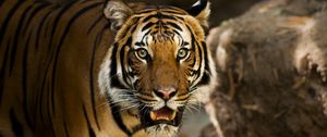 Preview wallpaper siberian tiger, predator, wild cat