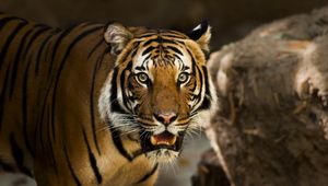 Preview wallpaper siberian tiger, predator, wild cat