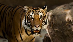 Preview wallpaper siberian tiger, predator, wild cat