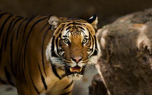 Preview wallpaper siberian tiger, predator, wild cat