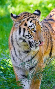 Preview wallpaper siberian tiger, protruding tongue, predator, big cat