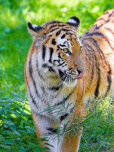 Preview wallpaper siberian tiger, protruding tongue, predator, big cat