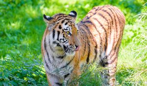 Preview wallpaper siberian tiger, protruding tongue, predator, big cat