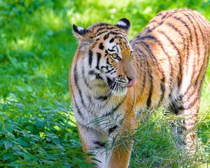 Preview wallpaper siberian tiger, protruding tongue, predator, big cat