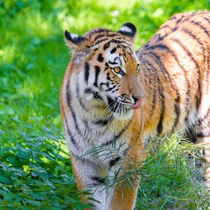 Preview wallpaper siberian tiger, protruding tongue, predator, big cat