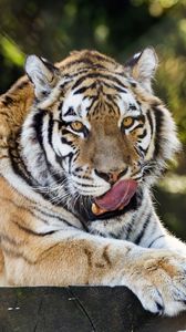 Preview wallpaper siberian tiger, protruding tongue, predator, big cat, wildlife