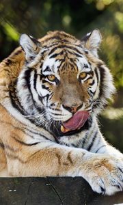 Preview wallpaper siberian tiger, protruding tongue, predator, big cat, wildlife