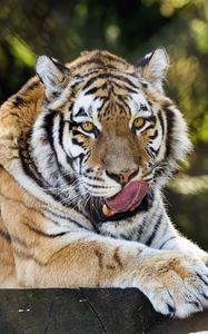 Preview wallpaper siberian tiger, protruding tongue, predator, big cat, wildlife