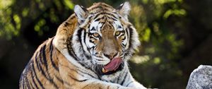 Preview wallpaper siberian tiger, protruding tongue, predator, big cat, wildlife