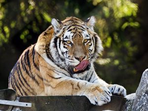 Preview wallpaper siberian tiger, protruding tongue, predator, big cat, wildlife