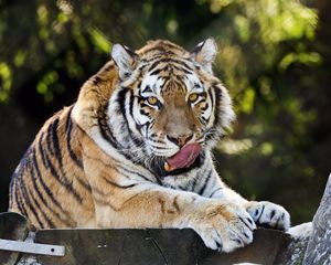 Preview wallpaper siberian tiger, protruding tongue, predator, big cat, wildlife