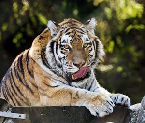 Preview wallpaper siberian tiger, protruding tongue, predator, big cat, wildlife