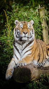 Preview wallpaper siberian tiger, tiger, big cat, lies, wildlife