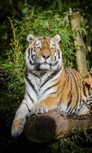 Preview wallpaper siberian tiger, tiger, big cat, lies, wildlife