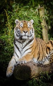 Preview wallpaper siberian tiger, tiger, big cat, lies, wildlife