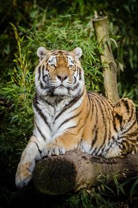 Preview wallpaper siberian tiger, tiger, big cat, lies, wildlife