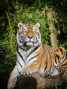 Preview wallpaper siberian tiger, tiger, big cat, lies, wildlife