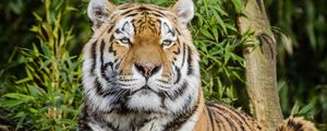 Preview wallpaper siberian tiger, tiger, big cat, lies, wildlife