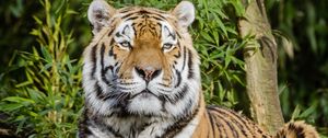 Preview wallpaper siberian tiger, tiger, big cat, lies, wildlife