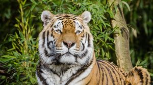 Preview wallpaper siberian tiger, tiger, big cat, lies, wildlife