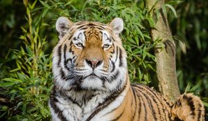 Preview wallpaper siberian tiger, tiger, big cat, lies, wildlife