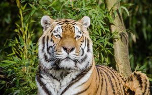 Preview wallpaper siberian tiger, tiger, big cat, lies, wildlife