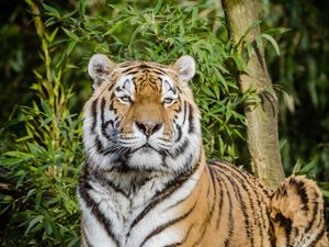 Preview wallpaper siberian tiger, tiger, big cat, lies, wildlife