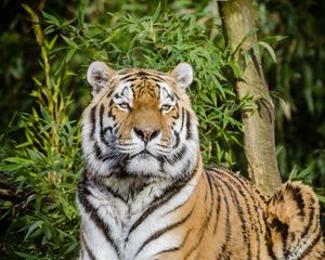 Preview wallpaper siberian tiger, tiger, big cat, lies, wildlife