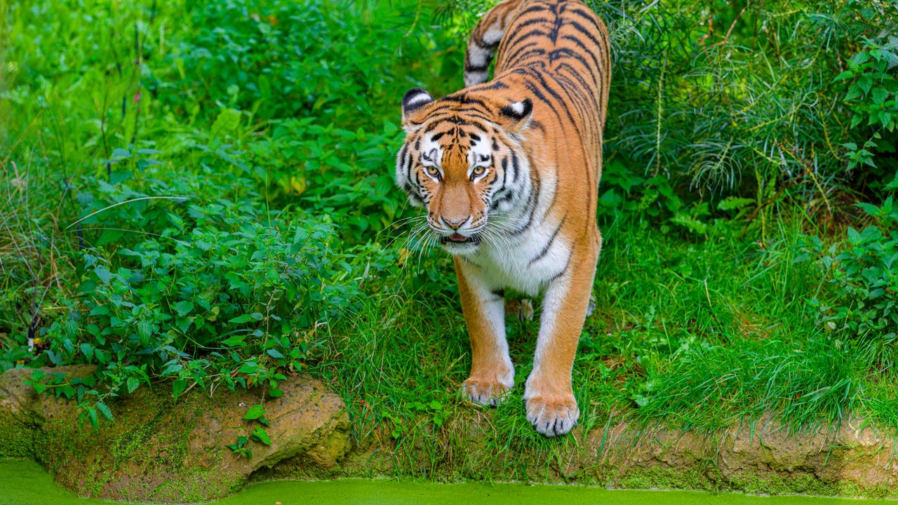 Wallpaper siberian tiger, tiger, predator, big cat, shore, grass