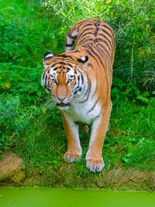 Preview wallpaper siberian tiger, tiger, predator, big cat, shore, grass