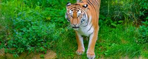 Preview wallpaper siberian tiger, tiger, predator, big cat, shore, grass