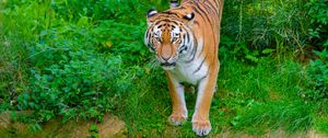 Preview wallpaper siberian tiger, tiger, predator, big cat, shore, grass