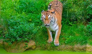 Preview wallpaper siberian tiger, tiger, predator, big cat, shore, grass