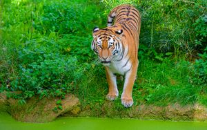Preview wallpaper siberian tiger, tiger, predator, big cat, shore, grass