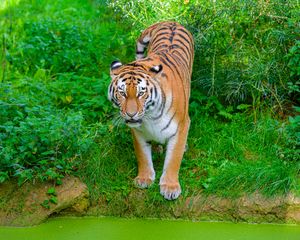 Preview wallpaper siberian tiger, tiger, predator, big cat, shore, grass