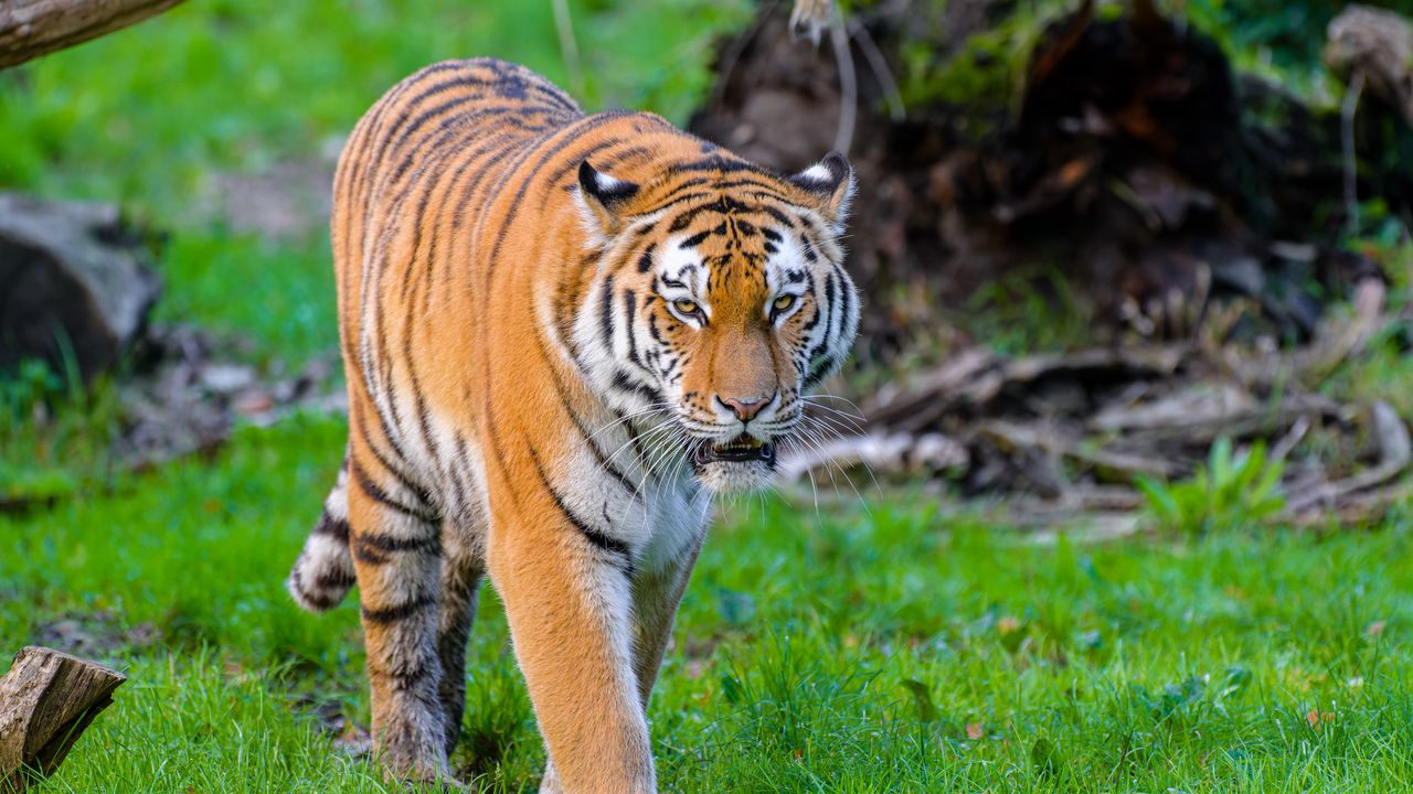 Wallpaper siberian tiger, tiger, predator, big cat, wild, grass