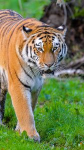 Preview wallpaper siberian tiger, tiger, predator, big cat, wild, grass