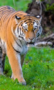 Preview wallpaper siberian tiger, tiger, predator, big cat, wild, grass