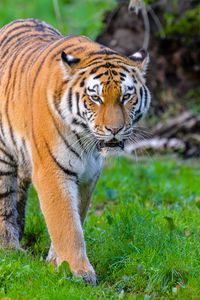 Preview wallpaper siberian tiger, tiger, predator, big cat, wild, grass