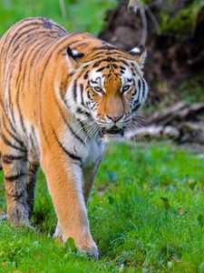 Preview wallpaper siberian tiger, tiger, predator, big cat, wild, grass