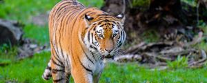 Preview wallpaper siberian tiger, tiger, predator, big cat, wild, grass