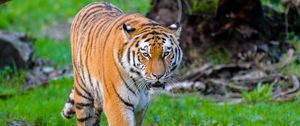 Preview wallpaper siberian tiger, tiger, predator, big cat, wild, grass