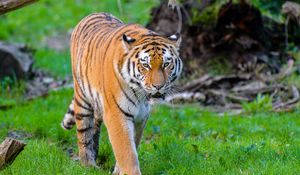 Preview wallpaper siberian tiger, tiger, predator, big cat, wild, grass